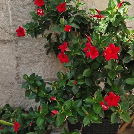 아파트 Heritage Stone 스플리트