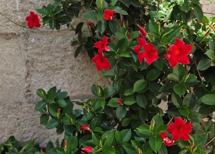 아파트 Heritage Stone 스플리트